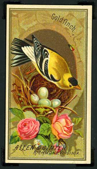 19 Goldfinch